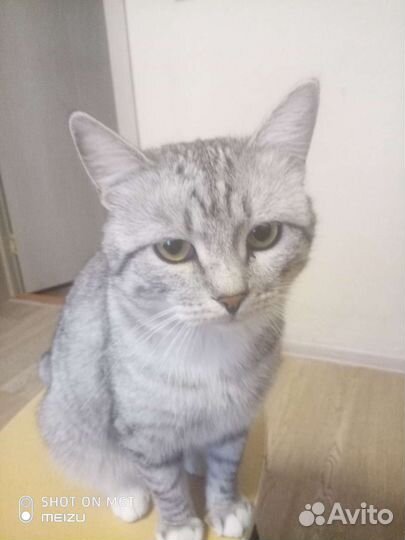 Кот вязка
