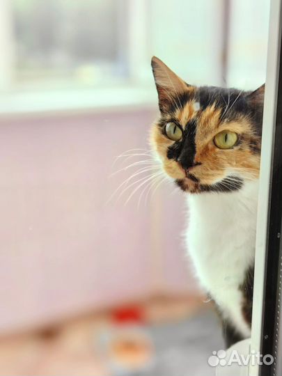 Трехцветная кошечка ищет дом