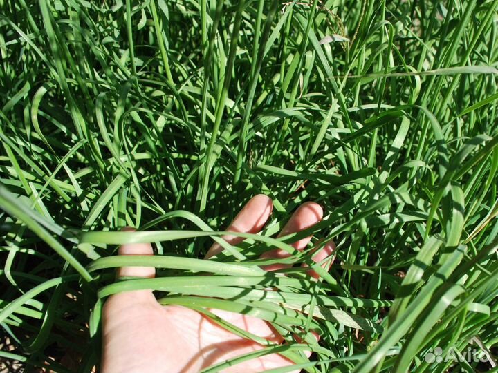 Джусай китайский лук семена