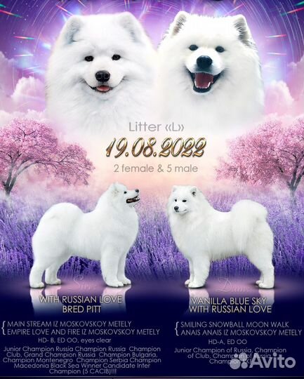 Самоед девочка от титулованных родителей