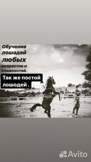 Обучение лошадей