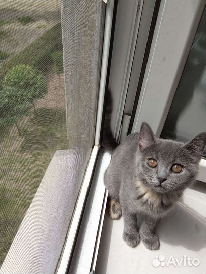 Шотландская кошка