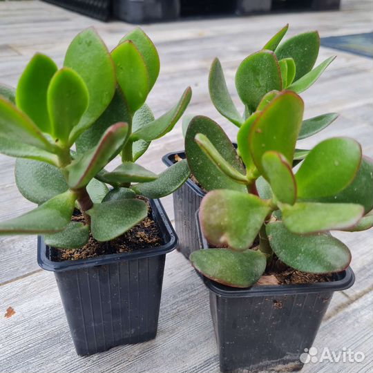 Денежное дерево