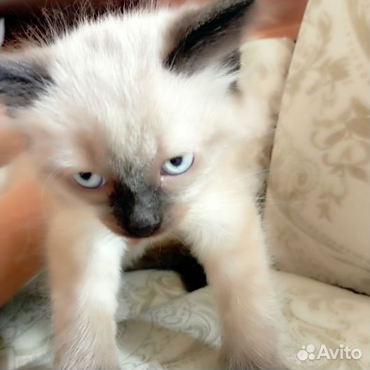 Кошки в добрые руки бесплатно