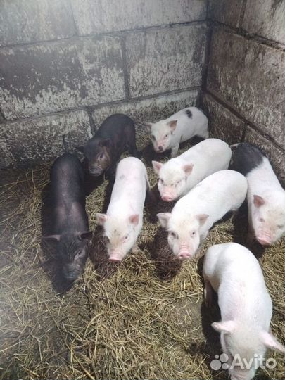 Вьетнамские вислобрюхие поросята