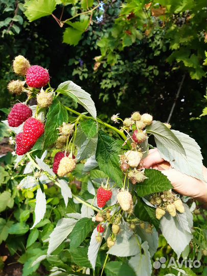 Саженцы бесшипой малины Осеннее сокровище