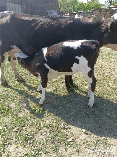 Продаю коров и телят
