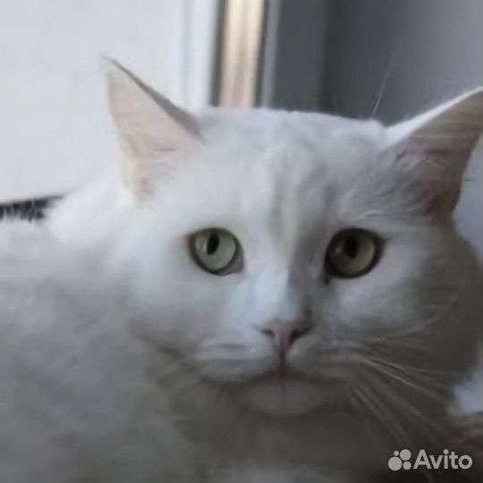 Кот Беляш в добрые руки