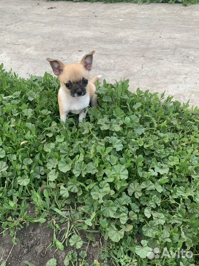 Чихуахуа девочка