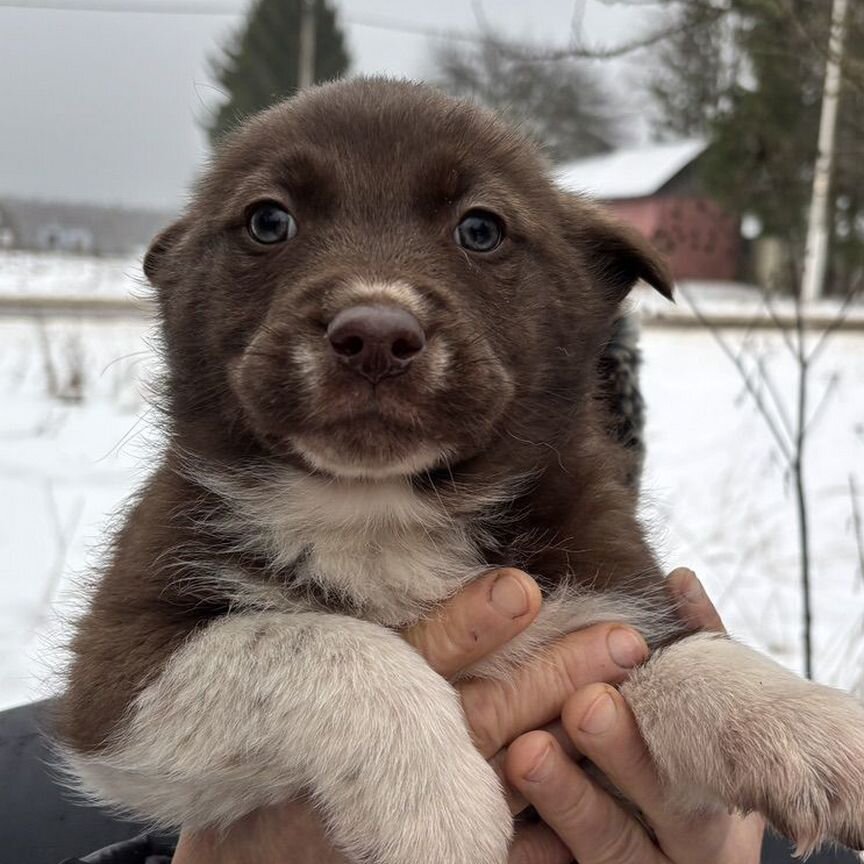 Щенки помесь лайки