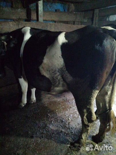 Корова стельная, тёлка, телята на доращивание