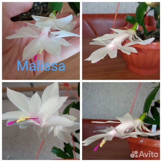 Сортовые декабристы