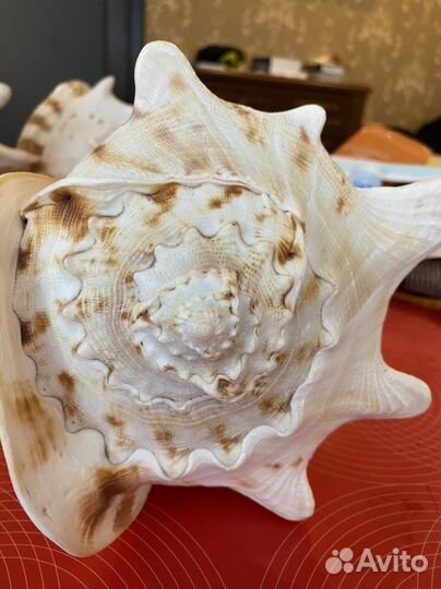 Ракушки из Индийского океана