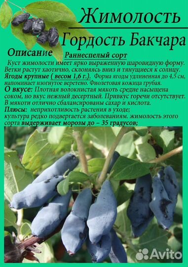 Жимолость саженцы зкс