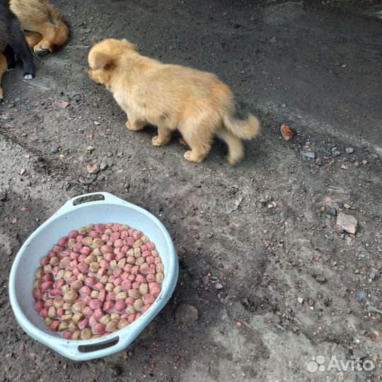 Щенки в добрые руки