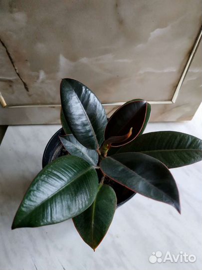 Фикус Мелани пилея спатифиллум бегония