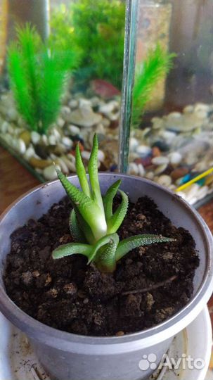 Комнатные цветы