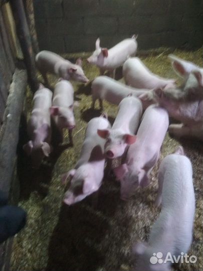 Поросята