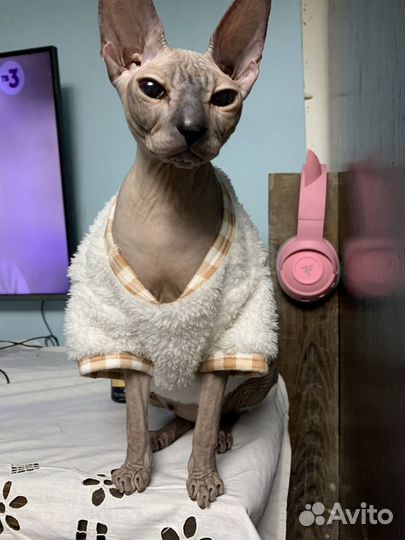 Донской сфинкс