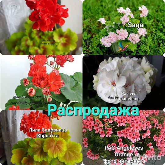 Пеларгонии сортовые (герань)