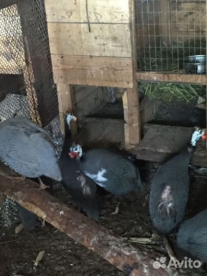 Петух