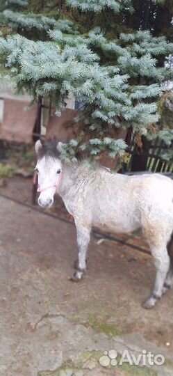 Жеребёнок пони. Девочка. Возраст один год