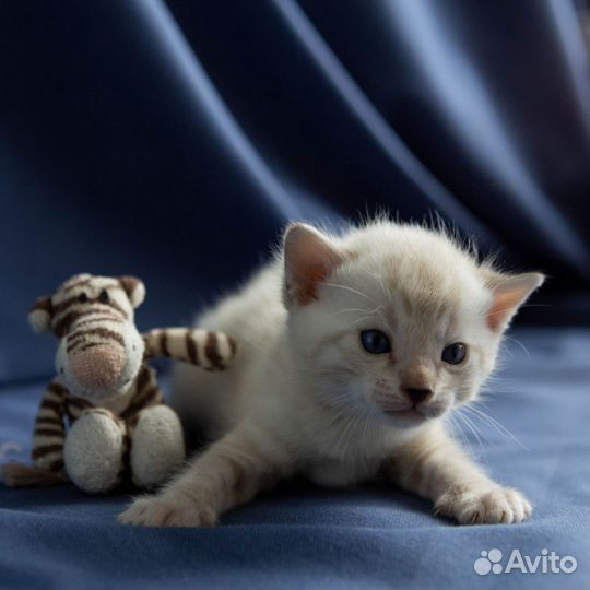 Котята манчкин генетта