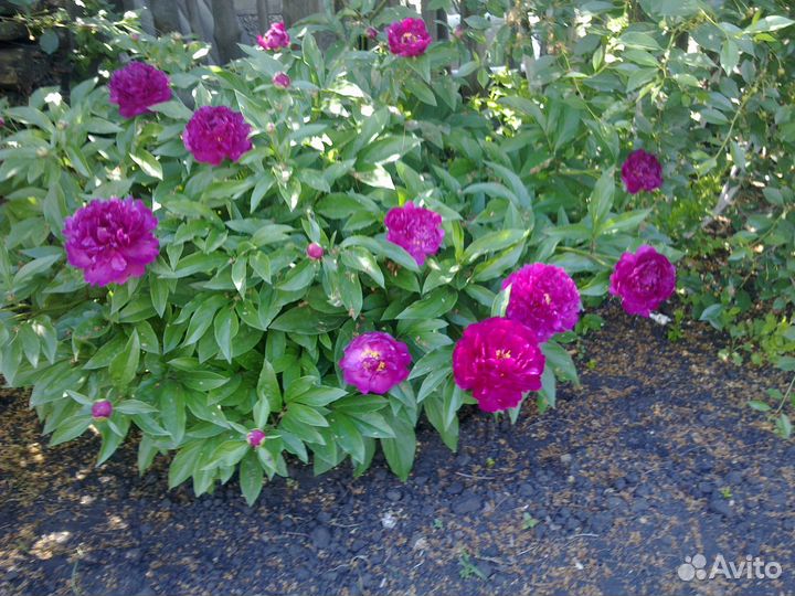 Многолетние цветы для сада