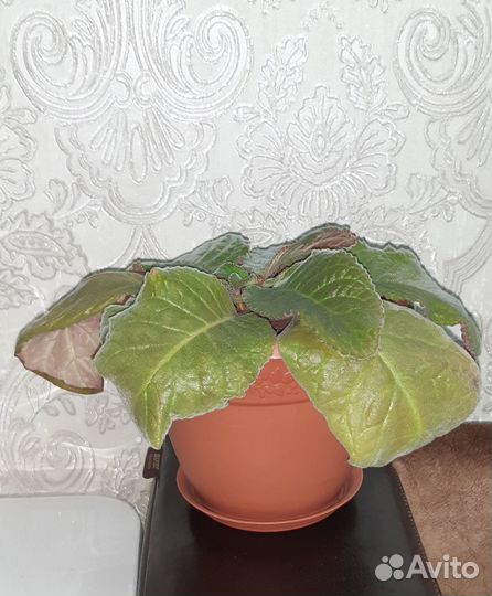 Глоксинии листья