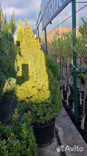 Ель канадская konica