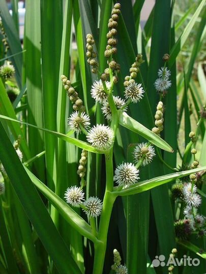 Водные растения