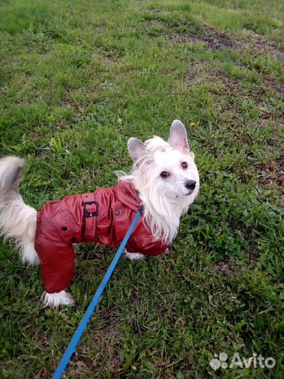 Вязка мальчик