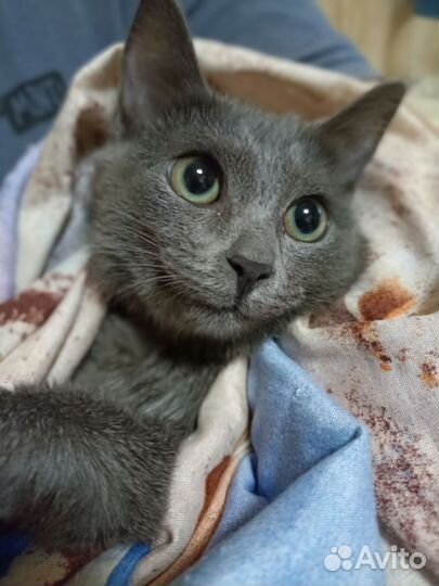 Серая кошечка 4 мес
