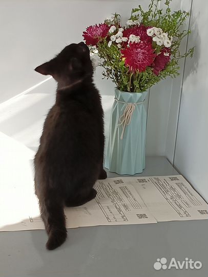 Котёнок бесплатно