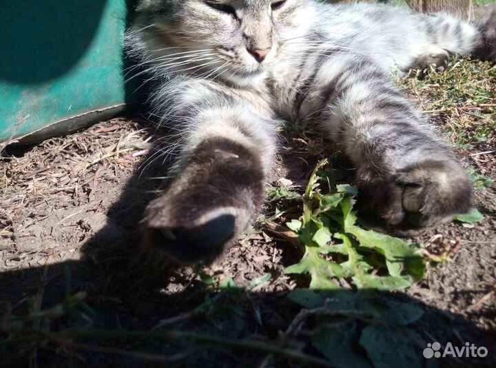 Кот в добрые руки