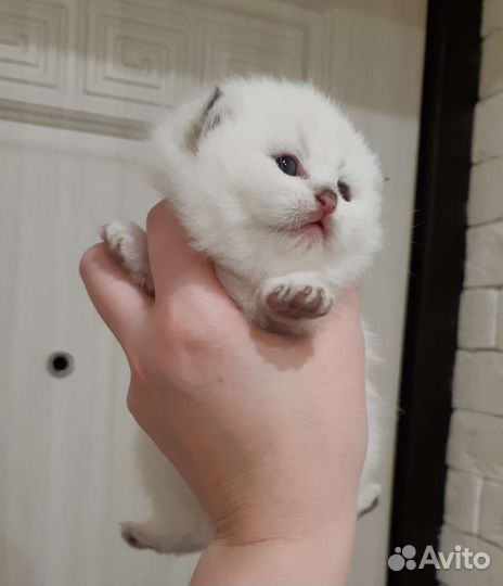 Британские котята