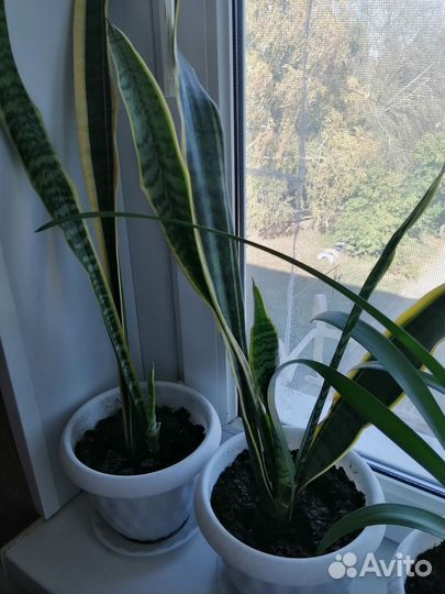 Сансивиерия сортовая