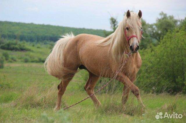 Разнорабочий на конюшню