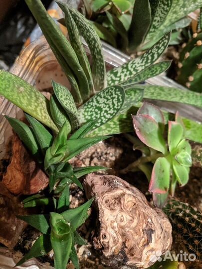 Композиция из суккулентов и кактусов