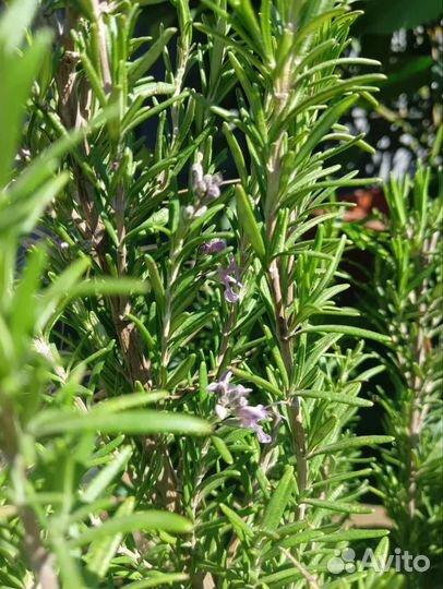 Лаванда, розмарин, тимьян и другие растения