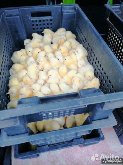 Куры, бройлер,индюки,гуси,утки,петухи и т.д