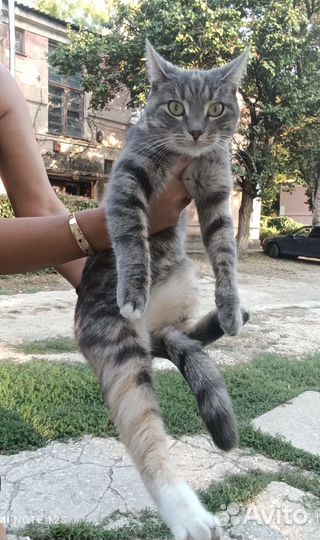 Отдам кошку в добрые руки
