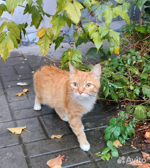 Котята ищут дом