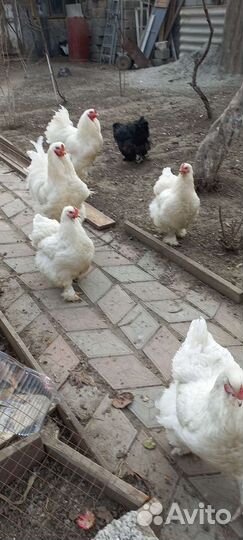 Брама белая