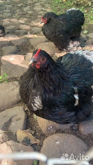 Инкубационное яйцо павлина, цыплята карлик коха