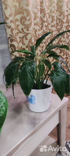 Спатифиллум