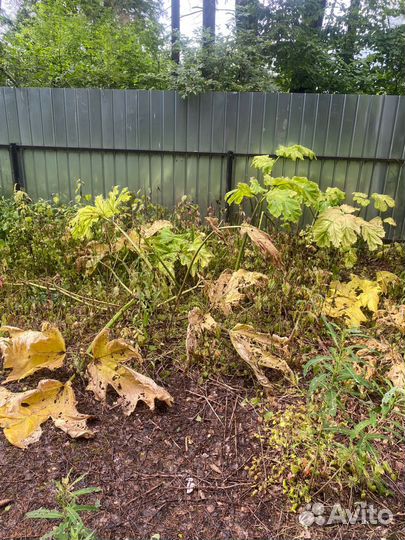 Уничтожение клещей, кротов, ос и борщевика