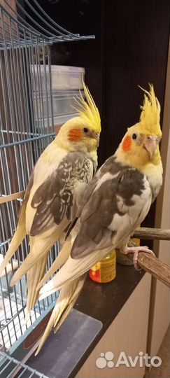Попугаи корелла с клеткой