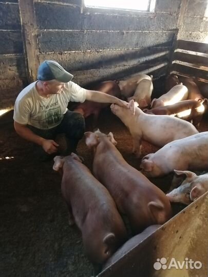 Поросята помесь ландрас дюрок