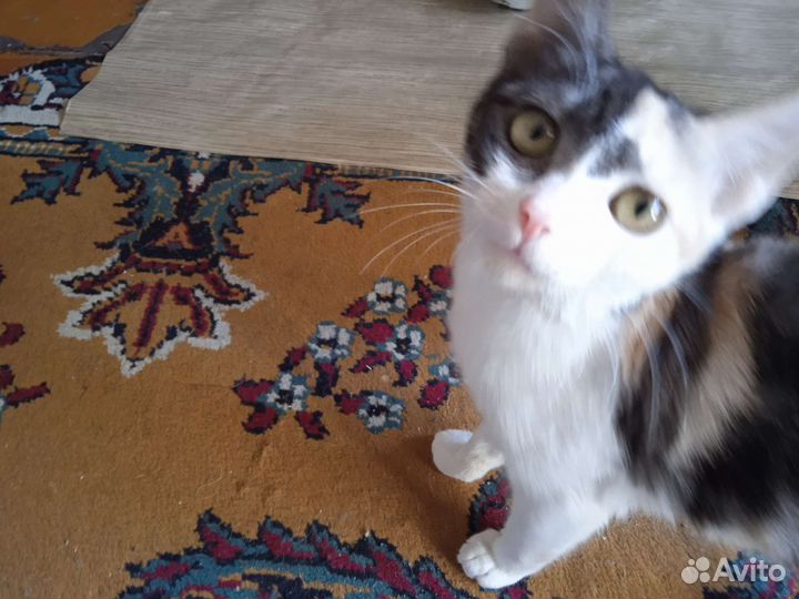 Кошка в добрые руки